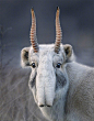 高鼻羚羊（Saiga Antelope）肖像
摄影：Tim FLach ​​​