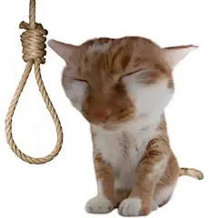 抽象猫猫表情包合集 - 小红书