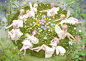 #オリジナル Fairies - mujiha／ムジハ的插画 - pixiv