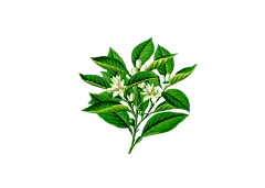 水彩手绘桂花免抠png图片 中国古风中秋唯美装饰透明背景ps素材 (15)