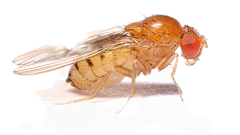 做PPT的小z采集到生物