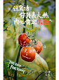 海报设计｜有机农场欢乐一下