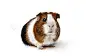Guinea pig