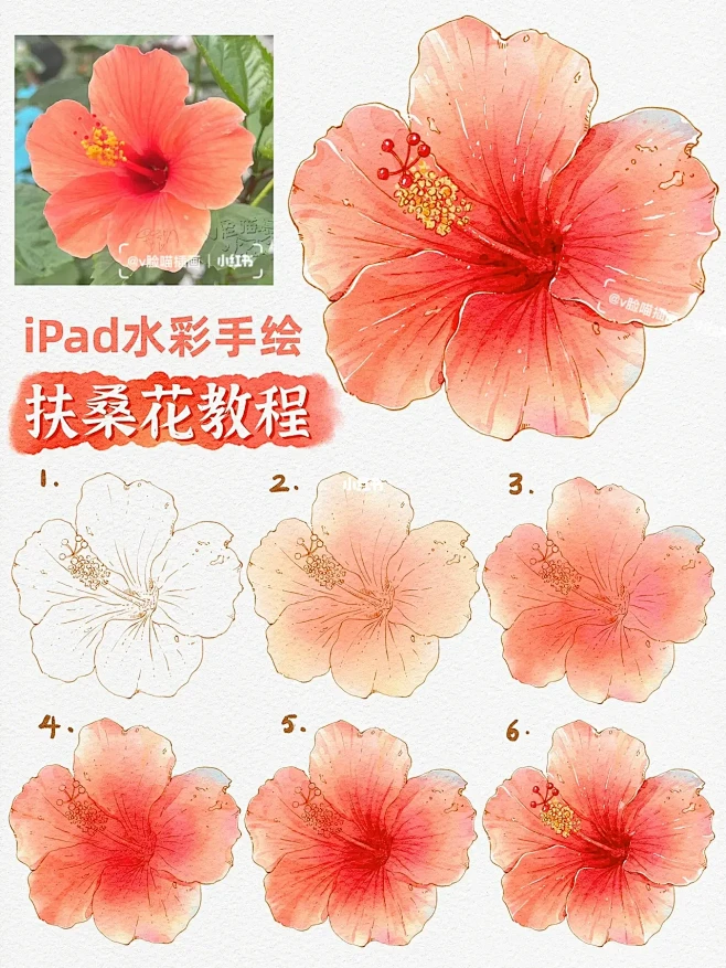超简单！Procreate水彩扶桑花手绘教程-花瓣网