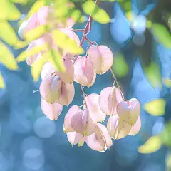   秋天的栾树，又名摇钱树-cr:烟波里的棠