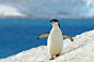 南极，企鹅的天然呆实在萌的很~