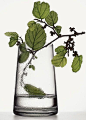 Peter Lippmann :: photographer :: MEDICINAL PLANTS