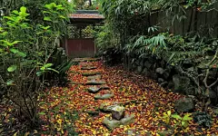 枫叶红叶满地风景桌面高清壁纸桌面壁纸3