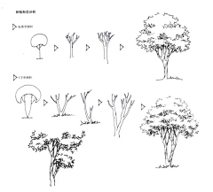 Amelia_c采集到绘画-植物素材