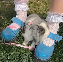 麻雀壁纸的微博_微博