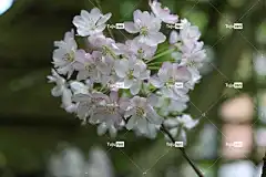 花 苹果 春天 美丽的花朵 粉色 花壁纸 花卉背景 自然 树