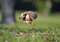 Baby Owl learning to fly… | Animals