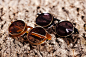 SUNDAY SOMEWHERE Matahari Clip-On Sunglasses #眼镜# #搭配# #饰品#
