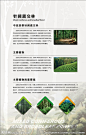 植物背景展板