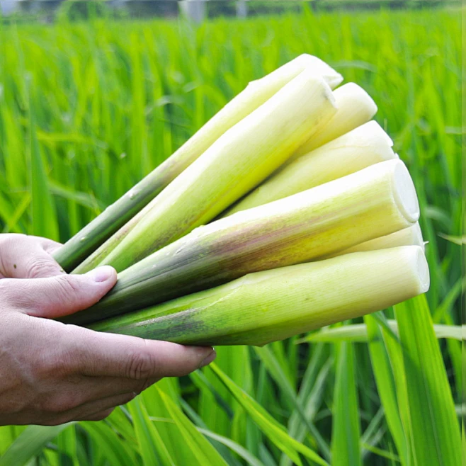 特级新鲜现摘现发农家高山茭白高笋高瓜下奶交白时令菜白嫩5斤-淘宝网-花瓣网