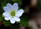 银莲花？
rue anemone by Subham Das on 500px