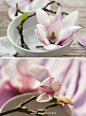 #简_花艺作品#  即使用最普通的一个白瓷碗，简单地养上一朵花，也能让枯燥的生活充满生机哦~爱花,爱生活,就要关注 @简花艺