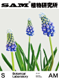 雪之融｜Muscari Botryoides
Muscari Botryoides
-
百合科蓝壶花属小型球根花卉。