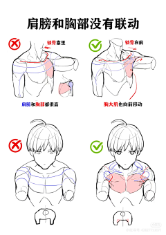 北冥扶风采集到男性人体结构