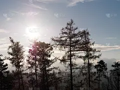秋天的午后，森林里，树叶从树上飘落，阳光明媚，天冷，大自然狂野，探险旅行，家庭旅行，阳光灿烂