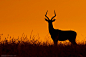 Mario Moreno：非洲草原野生动物剪影摄影作品 - 新摄影