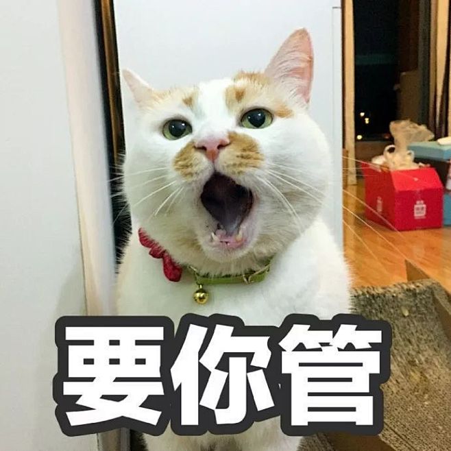 你的表情包楼楼猫真的回喵星球了！挥泪告别...