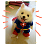  超人变身装(大狗都可以穿）宠物衣服 狗狗超人衣服