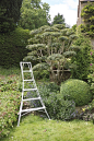 /\ /\ . Jake Hobson . cloud pruning & organic topiary . osmanthus burkwoodii