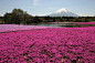 日本富士山下80万株芝樱盛开
5月13日，游人在日本富士山脚下欣赏盛开的芝樱。近日，日本国内最大规模的80万株芝樱在日本山梨县河口湖畔绽放，如同“地上彩虹”，与近处的富士山交相辉映，吸引了众多游客。新华社记者马平摄