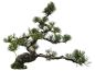 Spring Bonsai Tree Cutout - PIXELREF   (5)