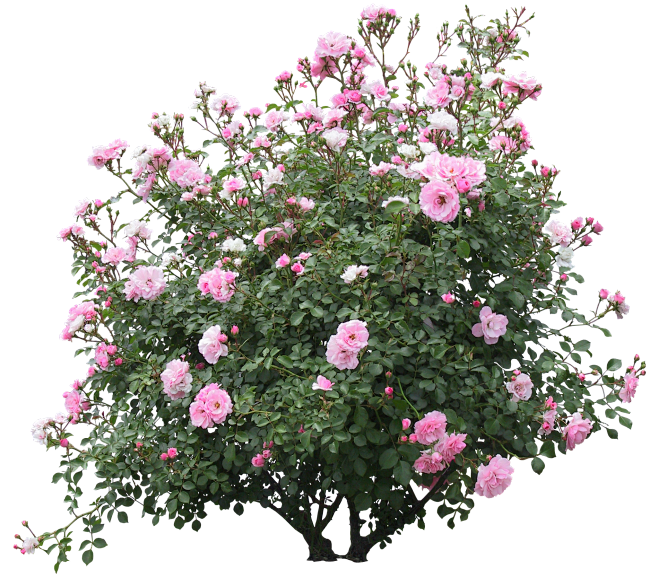 灌木/地被·月季