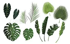 Vector tropical palm leaves, jungle leaves set