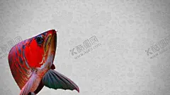 红龙鱼水族观赏鱼海报轮播 【酷图网】大促网页,促销网页,活动大促,购物双十一,水族网页,年货节,观赏鱼网页,简约网页设计,极简风格网页,网页设计,网站设计,网页模板,科技网站,网页UI,公司网站,企业网站,网咖装修,室内装修设计,静态网页,交互设计,网站页面,页面设计,官方首页,网站首页,公司官方网站,官方网站首页,红色网页设计