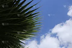 宽阔的绿色棕榈叶纹理背景