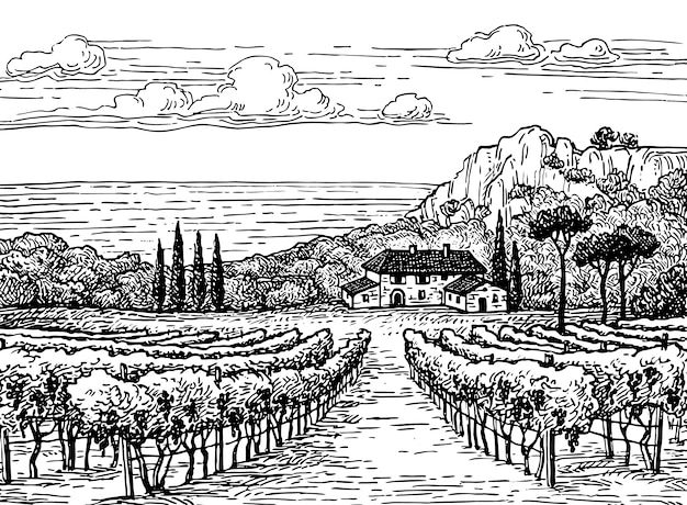 Hand drawn vineyard ...