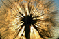 环境,户外,白色,花,白昼_91566073_Sun shining through dandelion_创意图片_Getty Images China