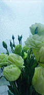 #摄影（花）#