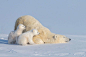 瓦普斯克国家公园里的北极熊一家 | Hao Jiang ​​​​