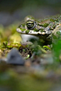 欧洲绿蟾蜍(Bufotes viridis)，坐在产卵水边，夜景，德国北莱茵-威斯特法伦州伍珀塔尔图片下载