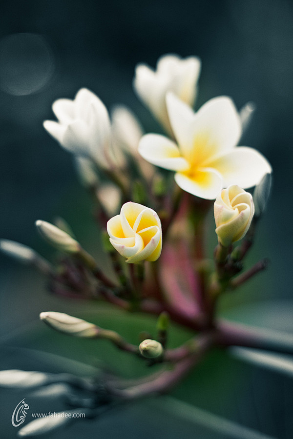 Photograph Seasonal ...