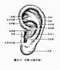 文章-【转载】【耳朵的结构&画法】 | 半次元-ACG同人创作&同好社群