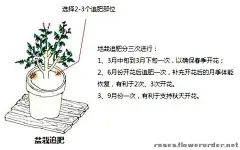 月季肥料的种类和作用 - 月季种植与繁殖技术 - 中国月季网社区 - Powered by Discuz!