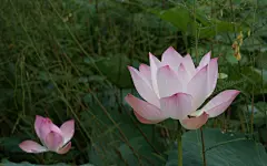 高贵典雅的莲花电脑桌面高清壁纸桌面壁纸4