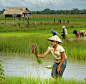 47. Rice Farming