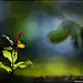 Ladyslipper _兰花采下来 #率叶插件，让花瓣网更好用#