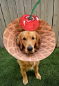 Dog Mom Transforms Golden Retriever’s Medical Cone Into Hilarious Costumes.