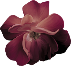 dtMjJz8C采集到花卉