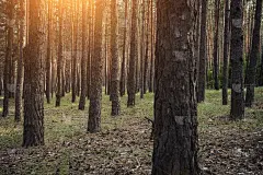 松林。可以用作壁纸或背景吗