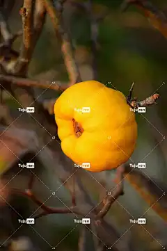 苹果 水果 观赏水果 枝杈 落下 观赏树 手机壁纸 花园 装饰