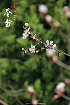 春分，是二十四节气之一，春季第四个节气。春分的意义，一是指一天时间白天黑夜平分，各为12小时；二是古时以立春至立夏为春季，春分正当春季3个月之中，平分了春季。春分后，气候温和，雨水充沛，阳光明媚。春分时节，中国民间有放风筝、吃春菜、立蛋等风俗。